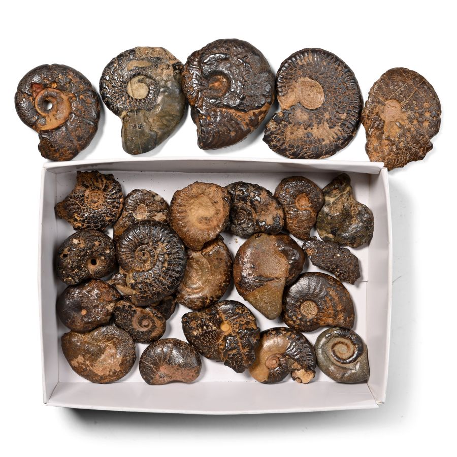 Hematite Fossil Ammonite Group