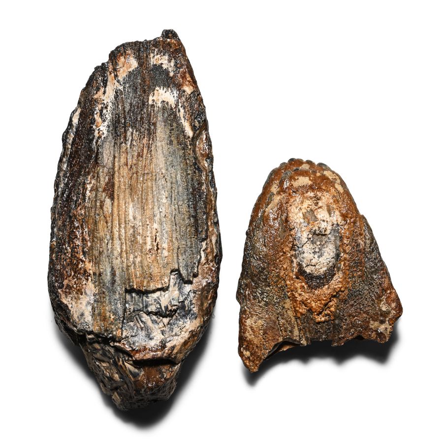 Fossil Woolly Mammoth Tooth Segments
