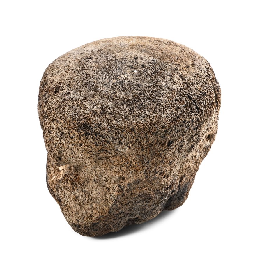 Fossil Whale Vertebra