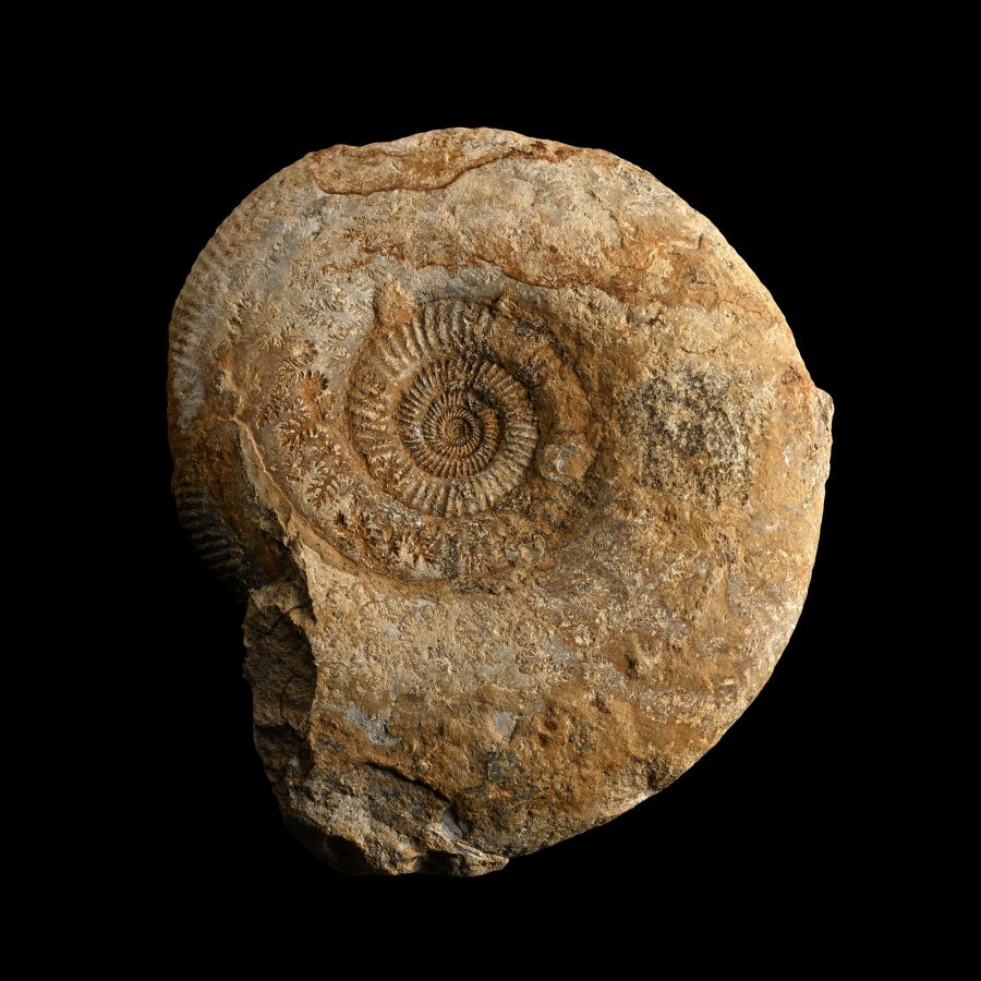 Large Fossil Parkinsonia Ammonite Specimen