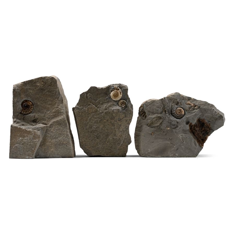 Planicosta Fossil Ammonite Group