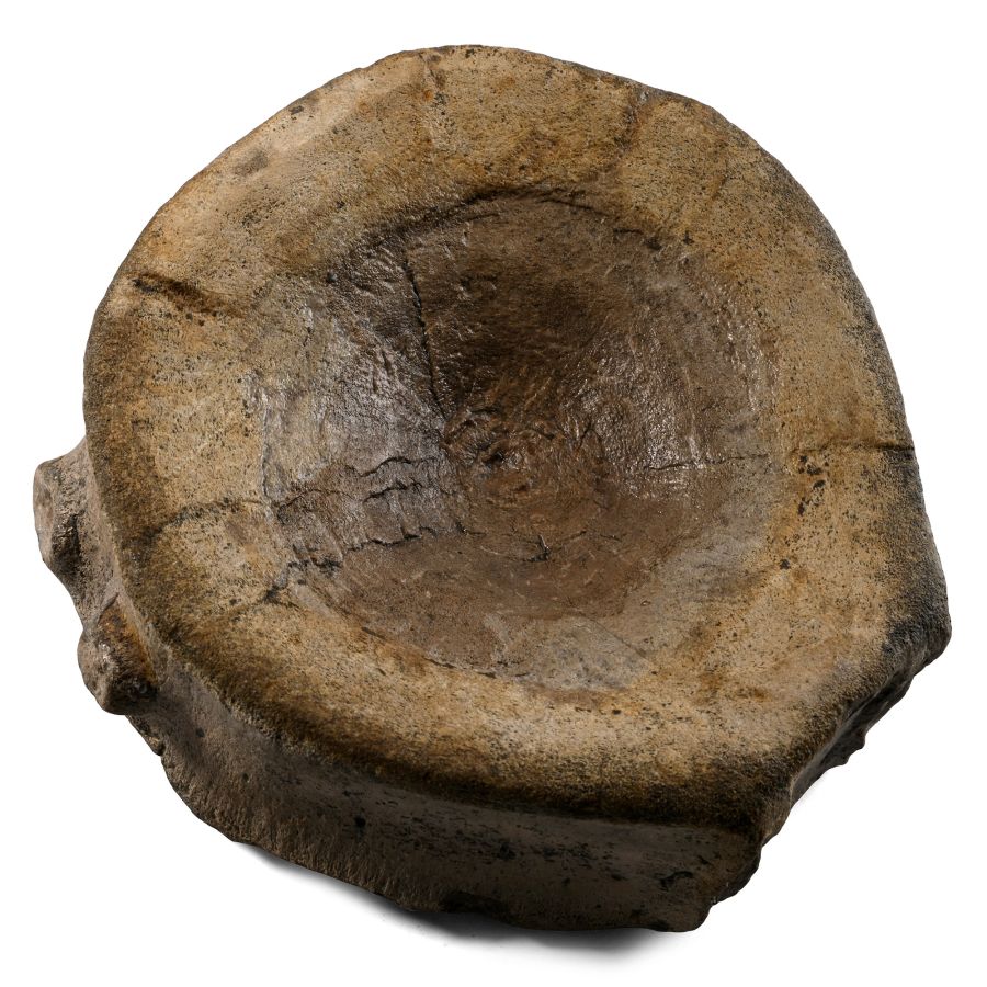 Liopleurodon Apex Marine Predator Fossil Vertebra