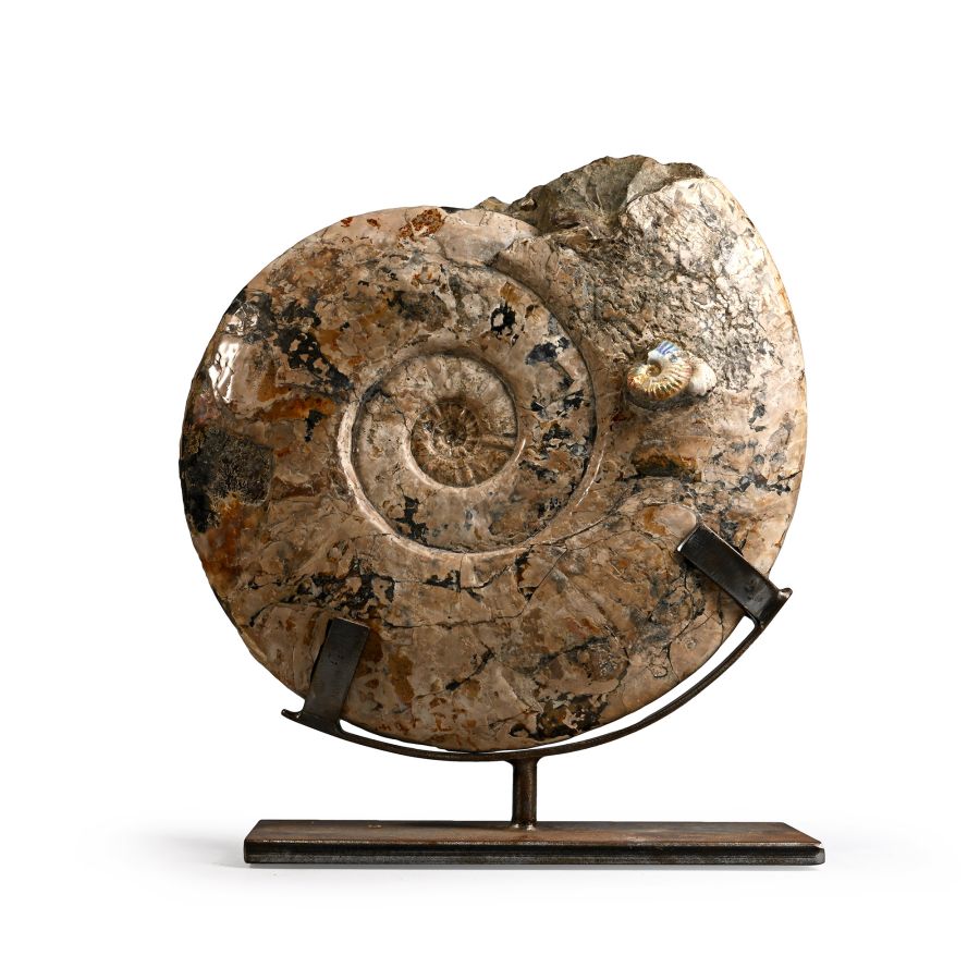 Massive Cleoniceras Fossil Ammonite on Stand
