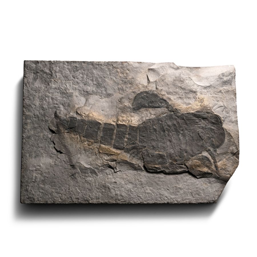 Eurypterid Fossil Sea Scorpion