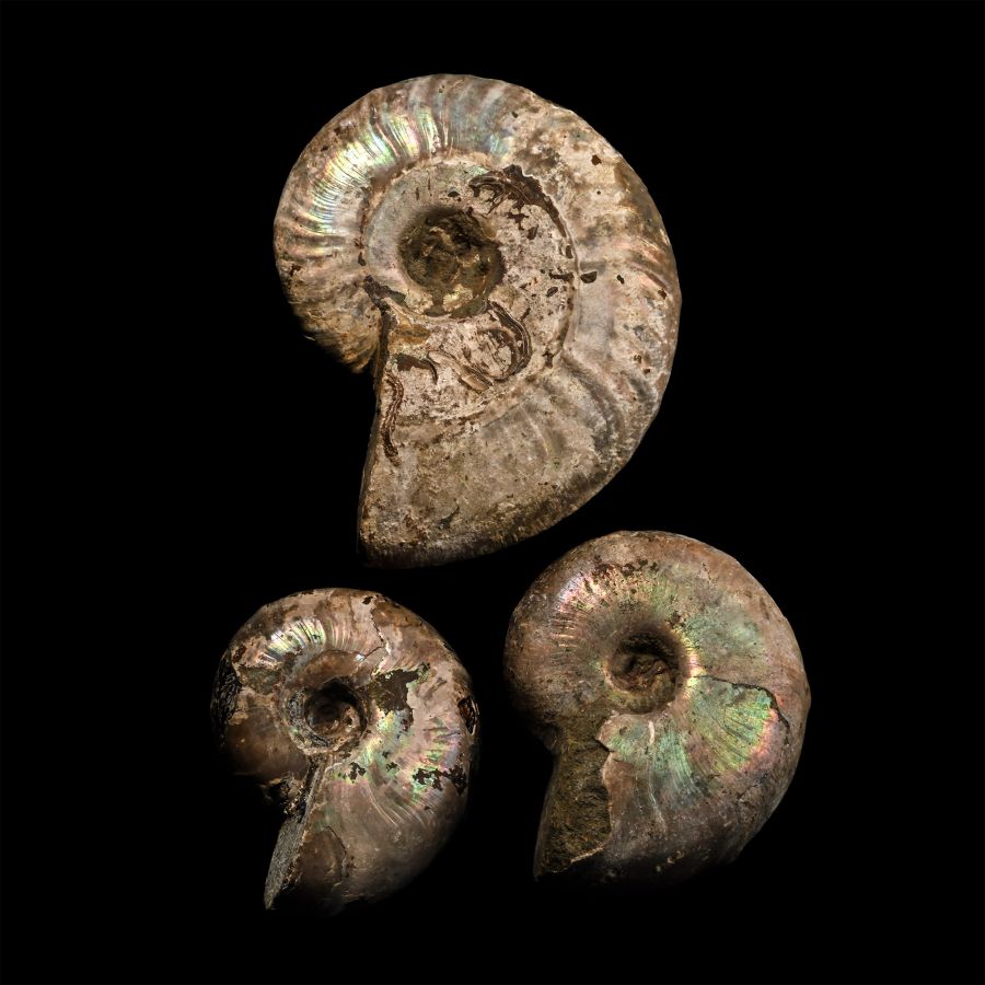 Iridescent Fossil Ammonite Group