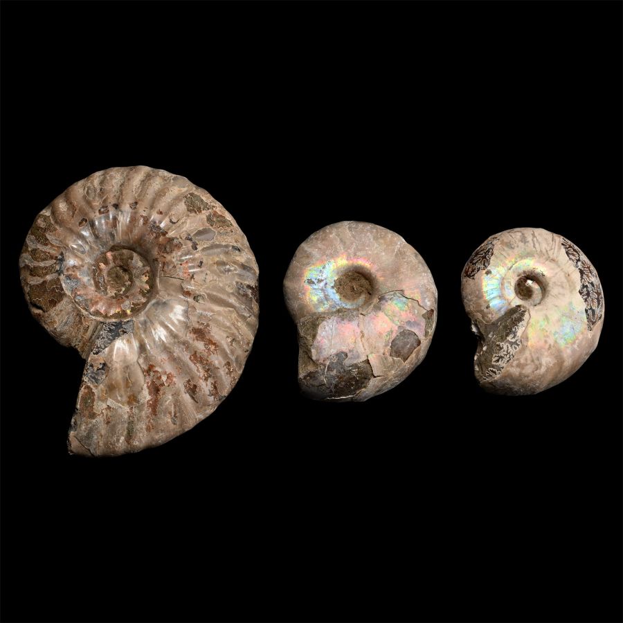 Iridescent Fossil Ammonite Collection