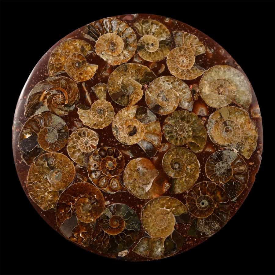 Polished Fossil Ammonite Coaster
