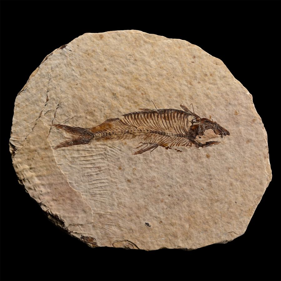 North American Knightia Fossil Fish