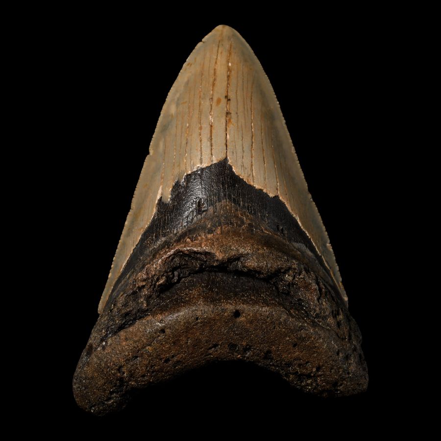 Megalodon Extinct Giant Shark Fossil Tooth
