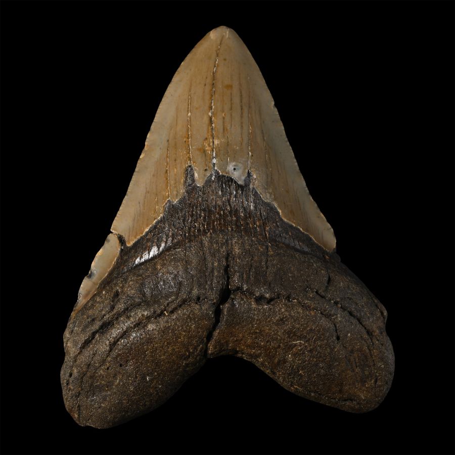 Large Megalodon Extinct Giant Shark Fossil Tooth
