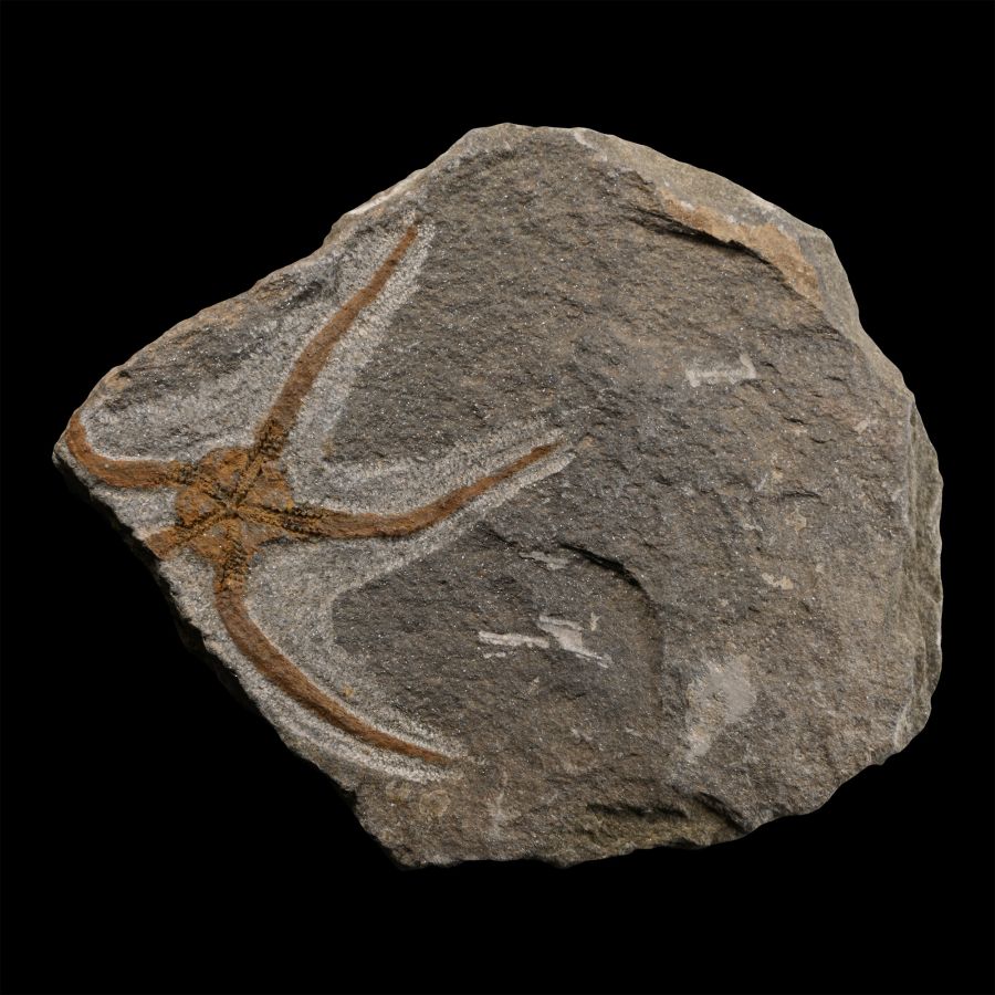 Fossil Brittle Star on Matrix