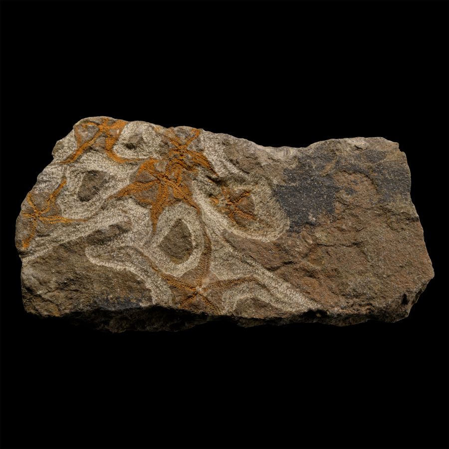 Fossil Brittle Star on a Matrix