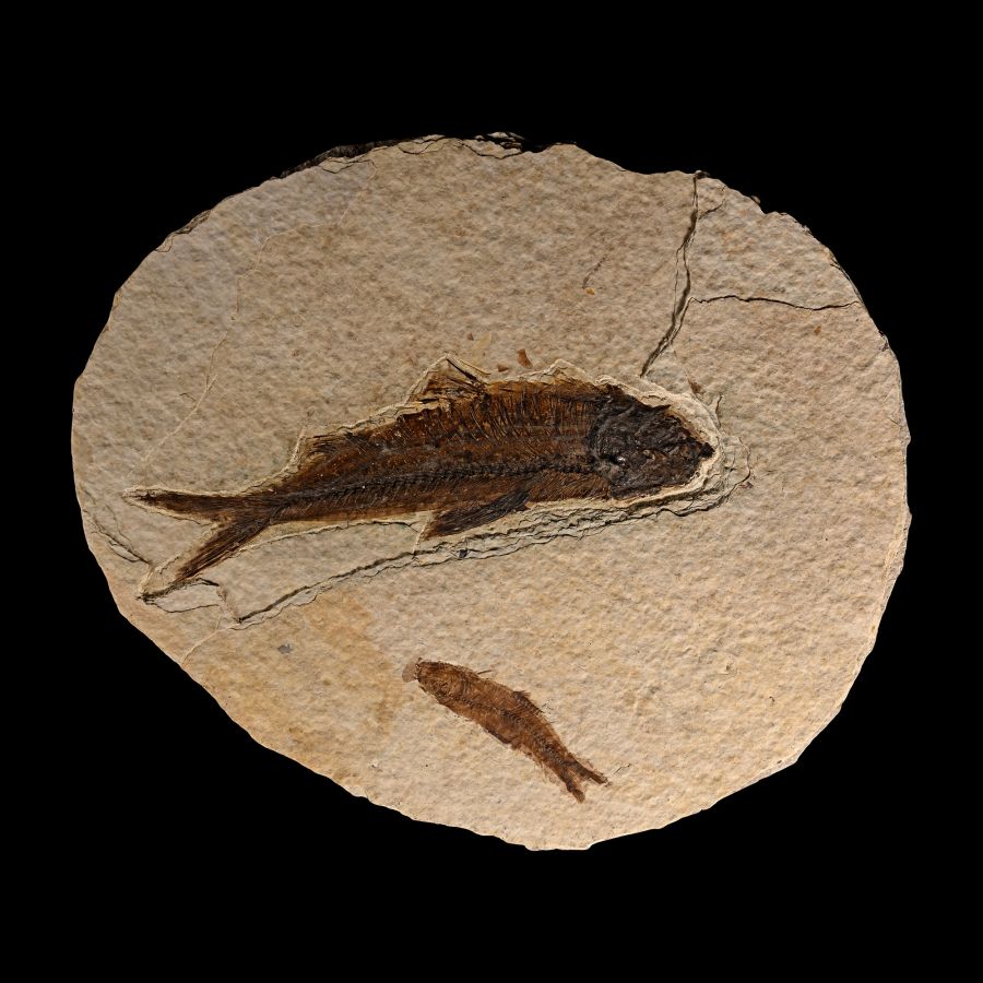 North American Double Fossil Knightia Fish Plate