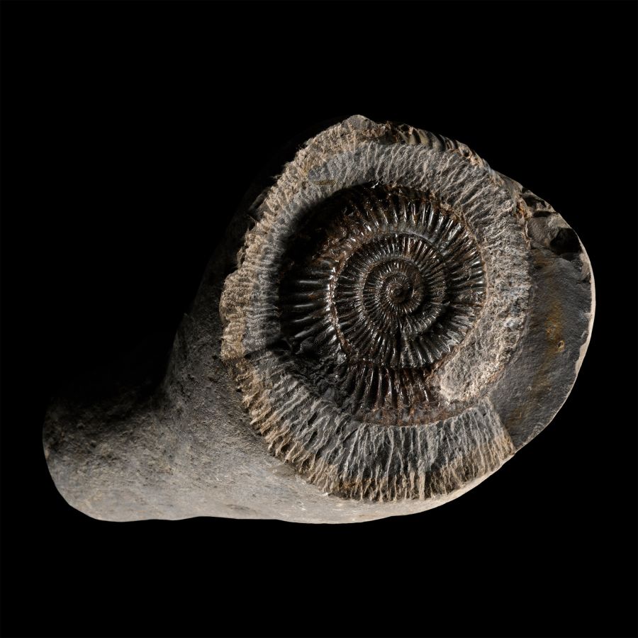 Dactylioceras Fossil Ammonite