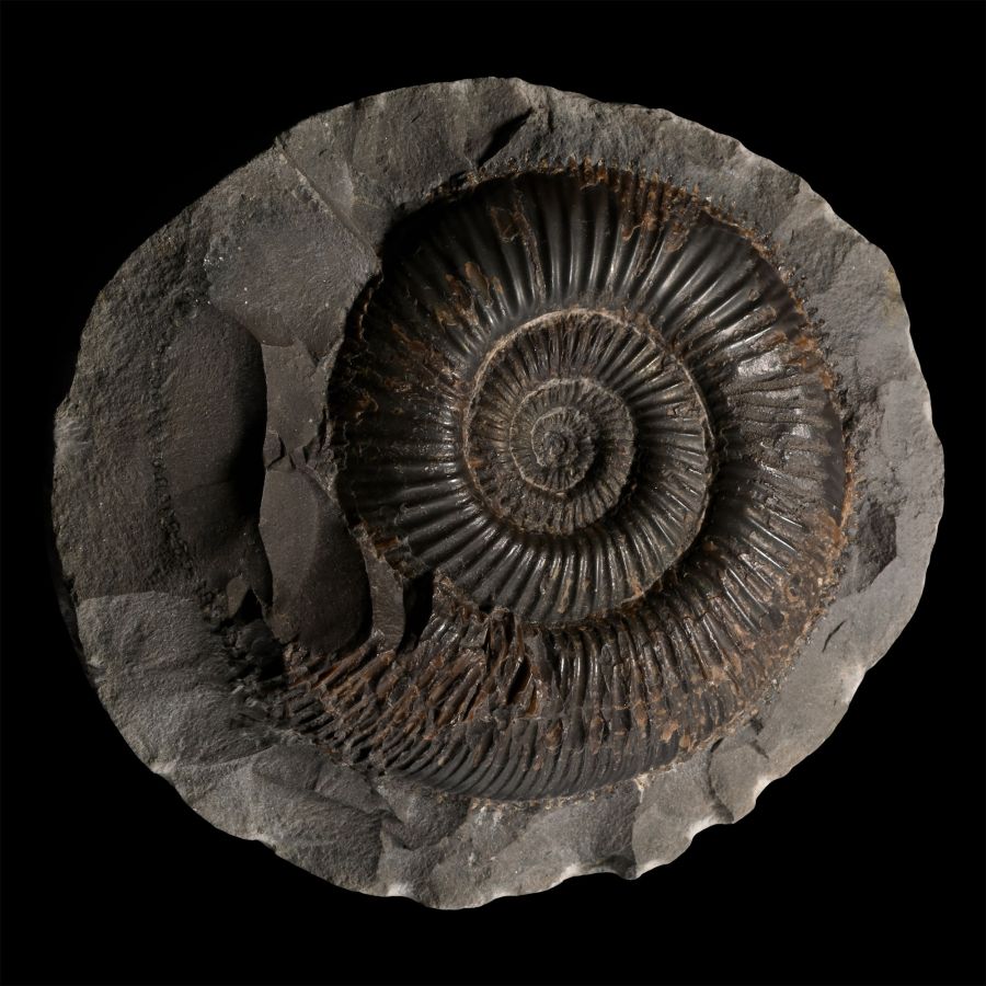Dactylioceras Fossil Ammonite