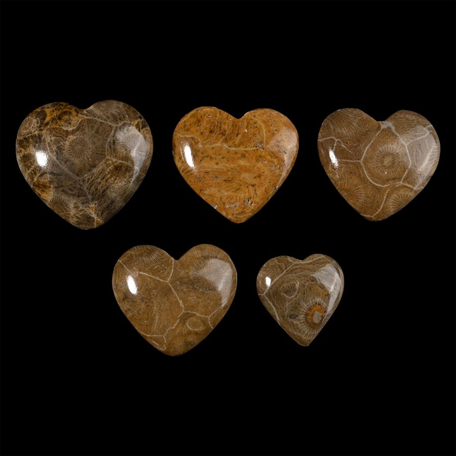 Group of Five Polished Fossilised Coral Head Hearts