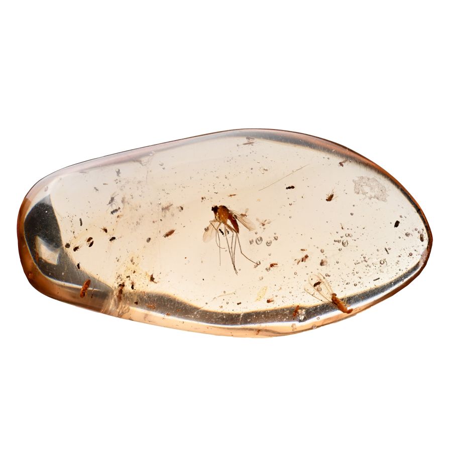 Polished Copal with Mosquito Inclusion