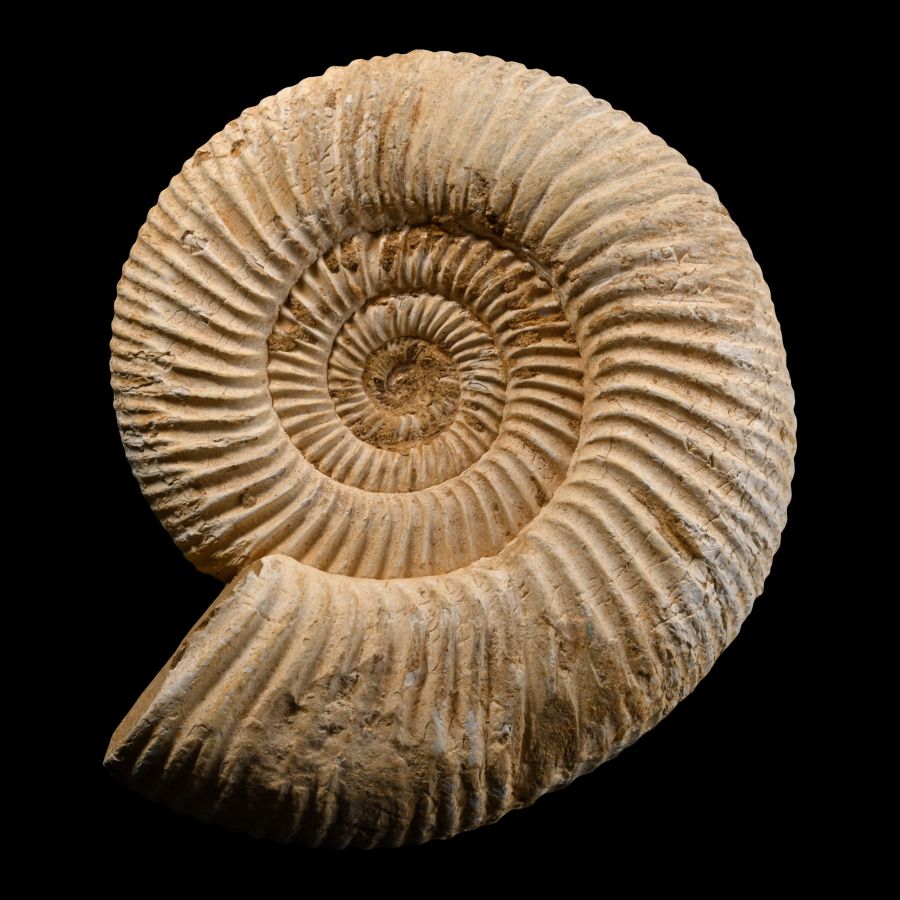 Perisphinctid Fossil Ammonite