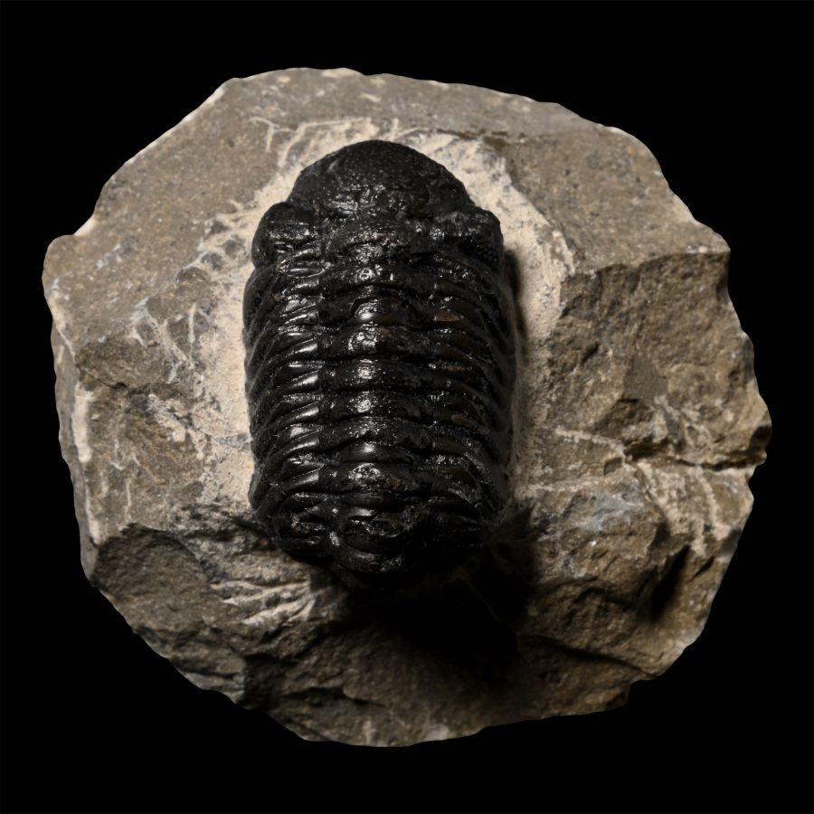 Phacops Fossil Trilobite in Matrix