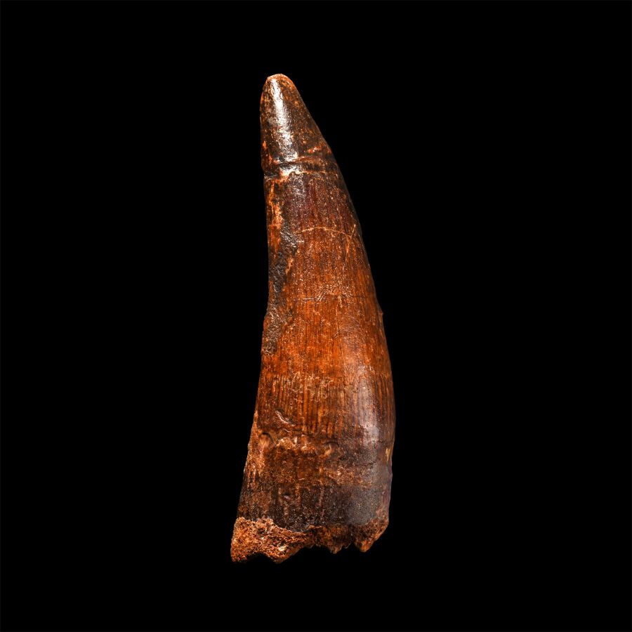 Very Large Spinosaurus Dinosaur Fossil Tooth