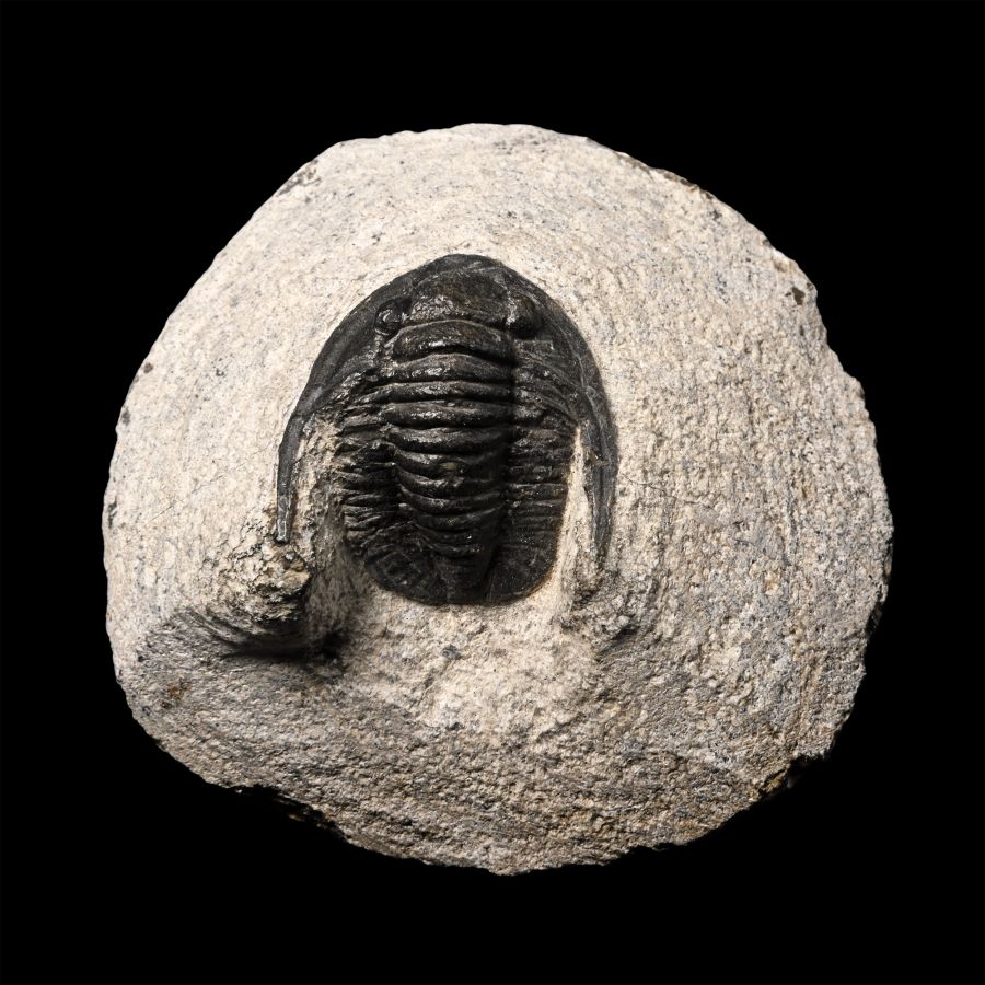 Cornuproetus Fossil Trilobite