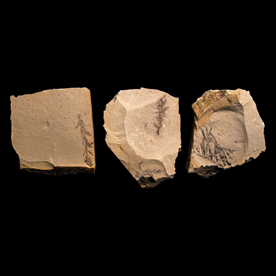 Group of Three Metasequoia Fossils