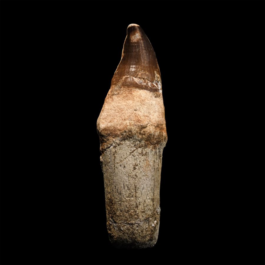 Mosasaur 'Marine Dinosaur' Fossil Tooth with Root