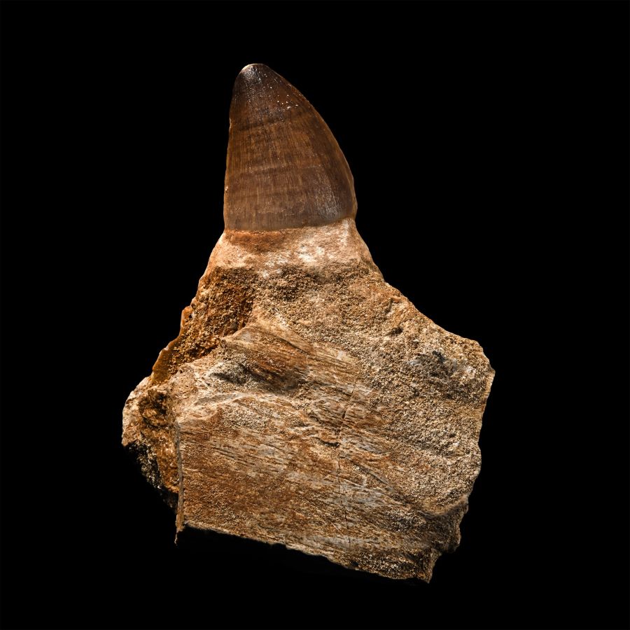 Mosasaur 'Marine Dinosaur' Fossil Tooth with Root
