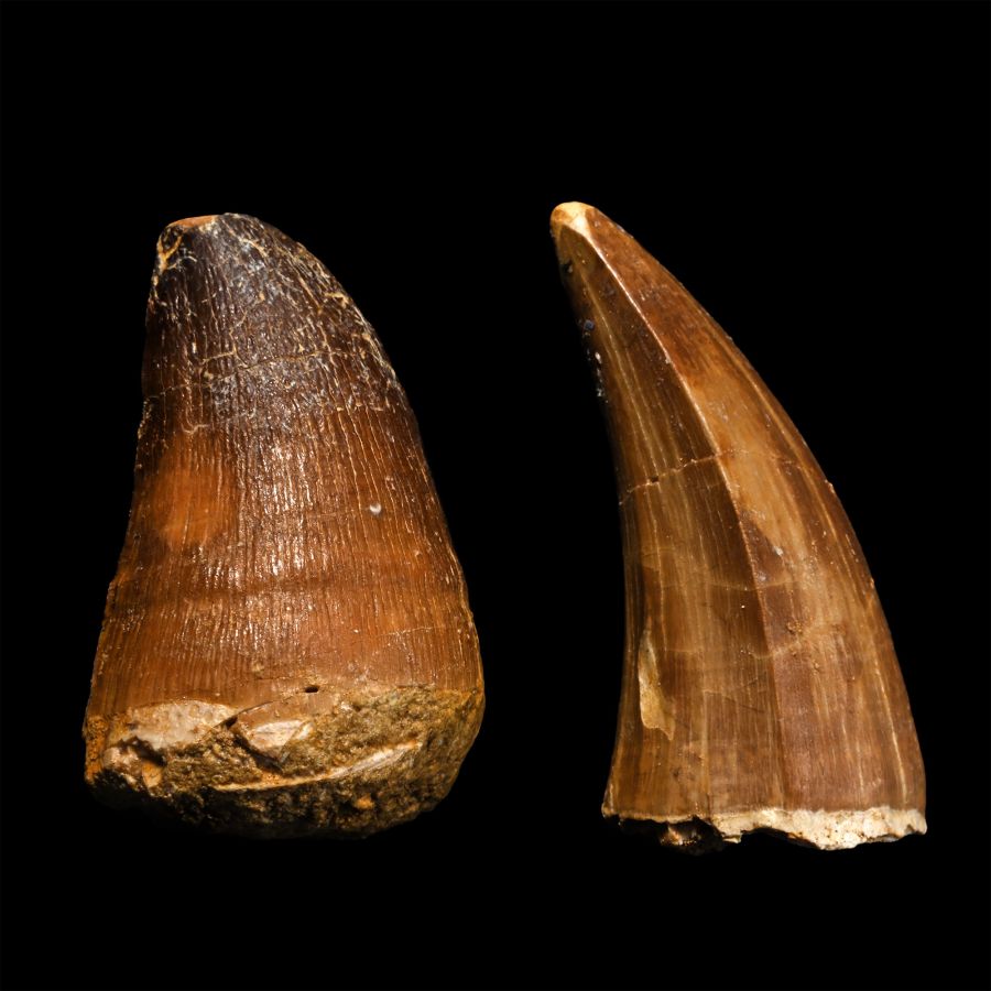 Two Mosasaur 'Marine Dinosaur' Fossil Teeth