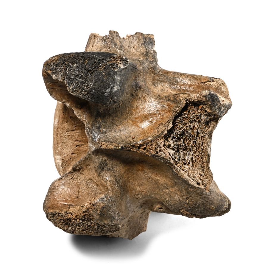 North Sea Fossil Bison Vertebra