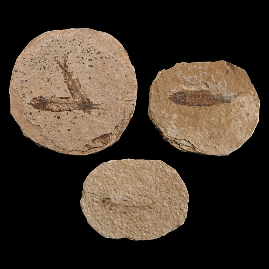 Three North American Knightia Fossil Fish