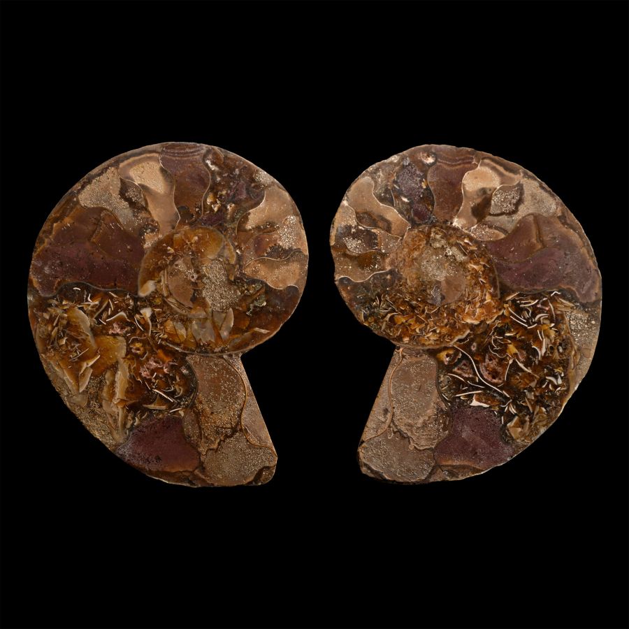 Cut and Polished Cleoniceras Fossil Ammonite