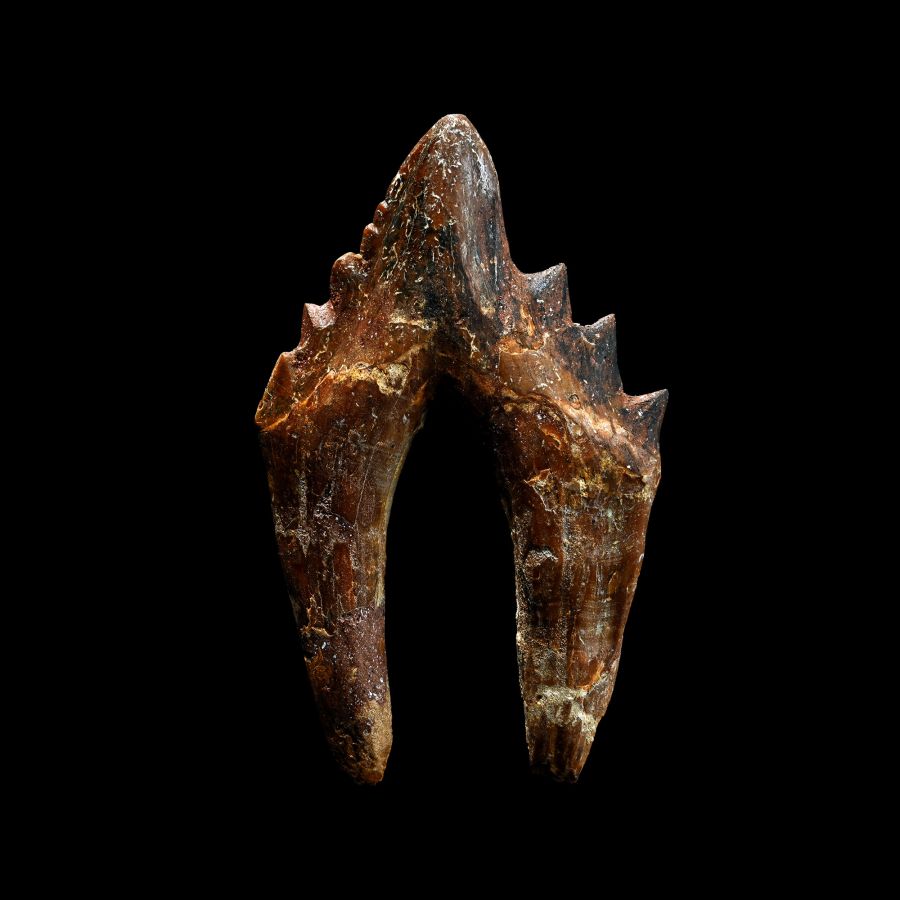 Large Chrysocetus 'Marine Dinosaur' Double Rooted Fossil Tooth