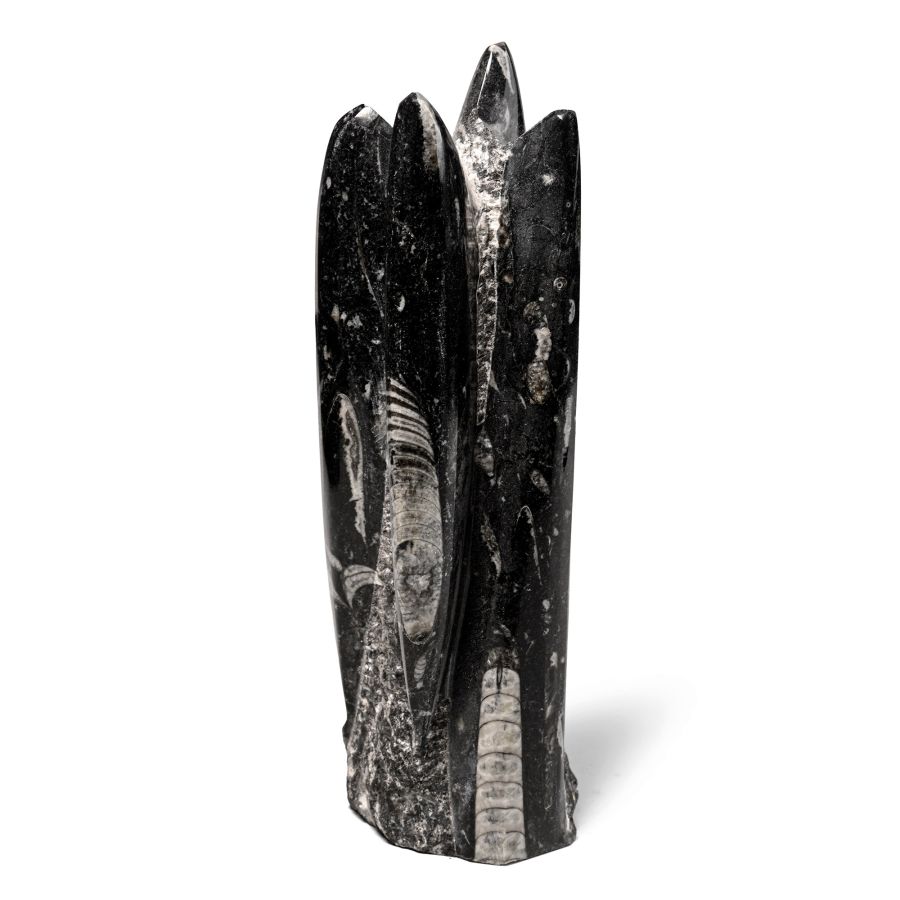 Fossil Orthoceras Polished Display Column