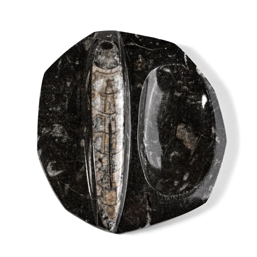 Fossil Orthoceras Polished Trinket Dish
