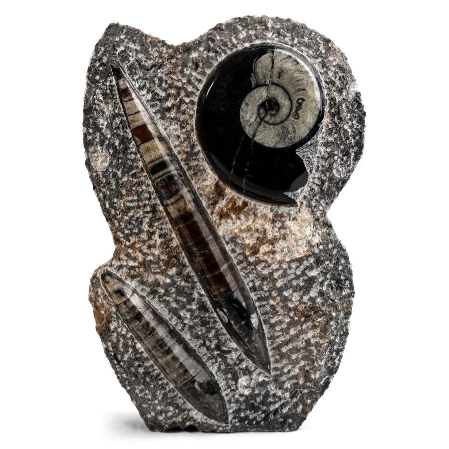 Fossil Goniatite and Orthoceras Display