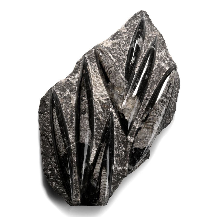 Fossil Orthoceras Plaque