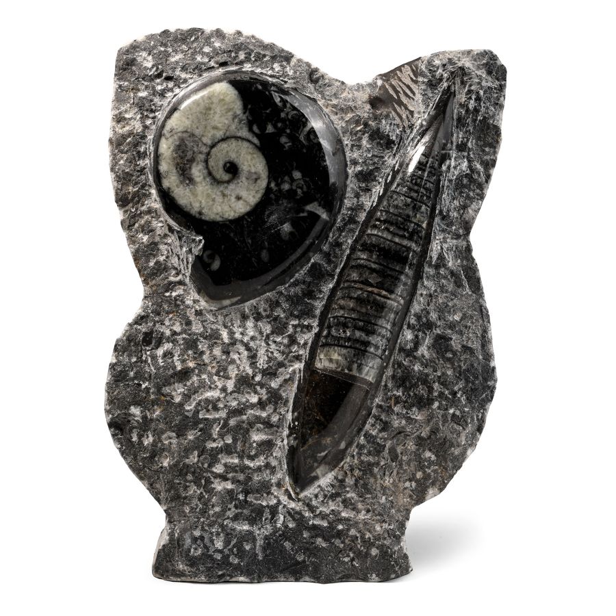 Fossil Goniatite and Orthoceras Display