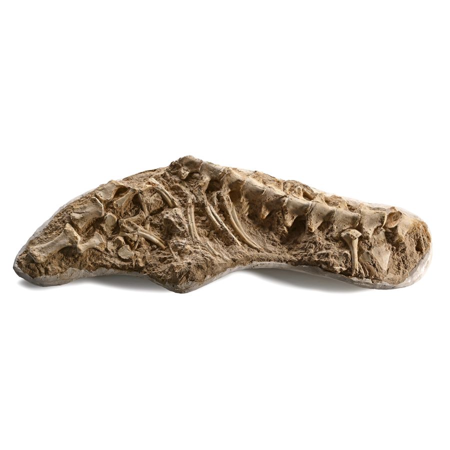 Mosasaur 'Marine Dinosaur' Fossilised Part Paddle, Ribs and Vertebrae