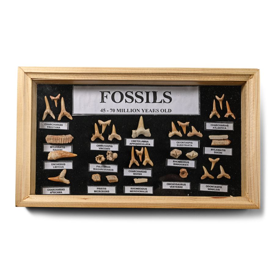 Fossil Shark Teeth and Bone Display