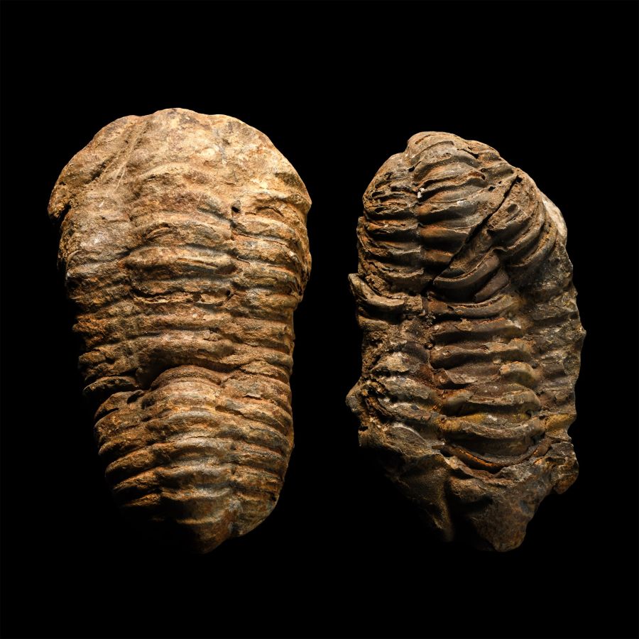Fossil Flexicalymene Trilobite Group