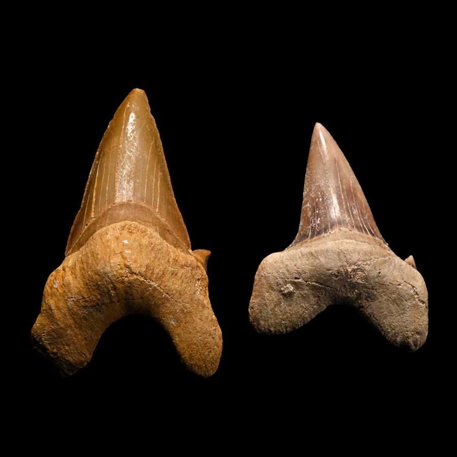 Large Otodus Extinct Shark Fossil Teeth Group