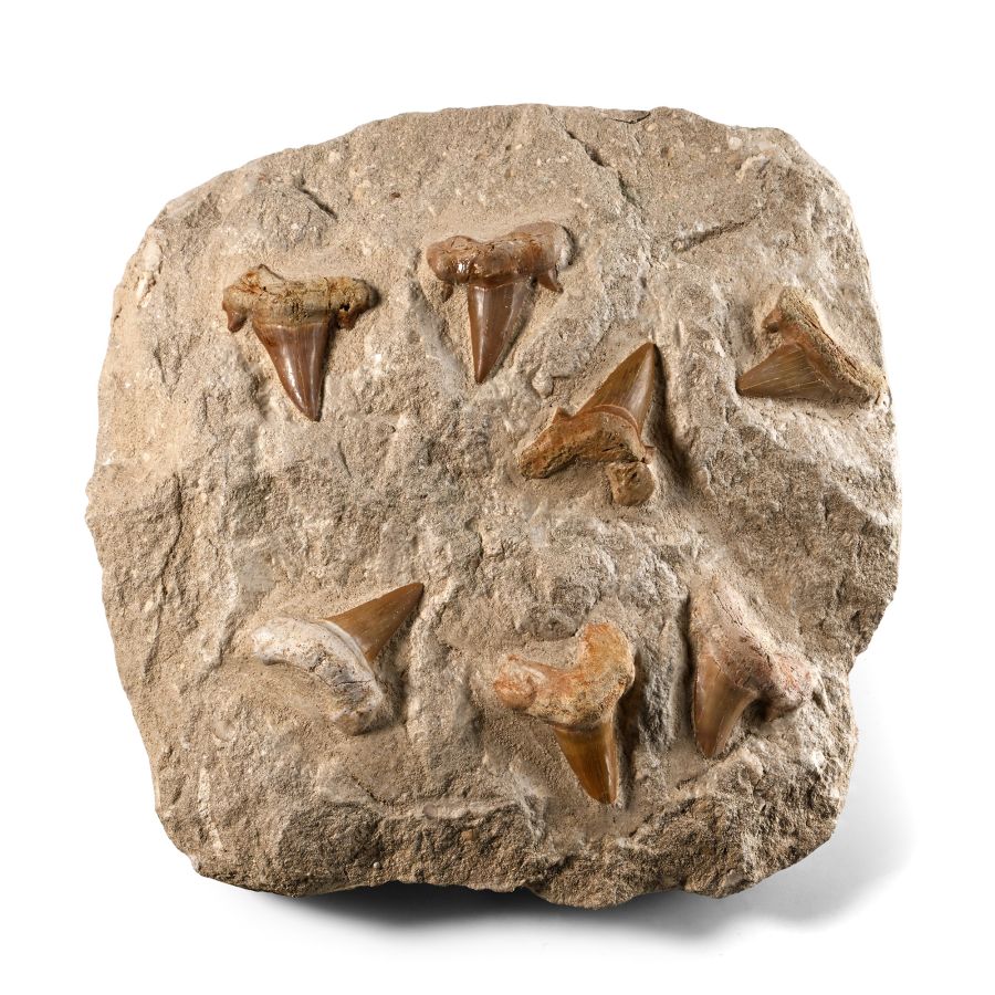 Multiple Otodus Extinct Shark Fossil Teeth Display