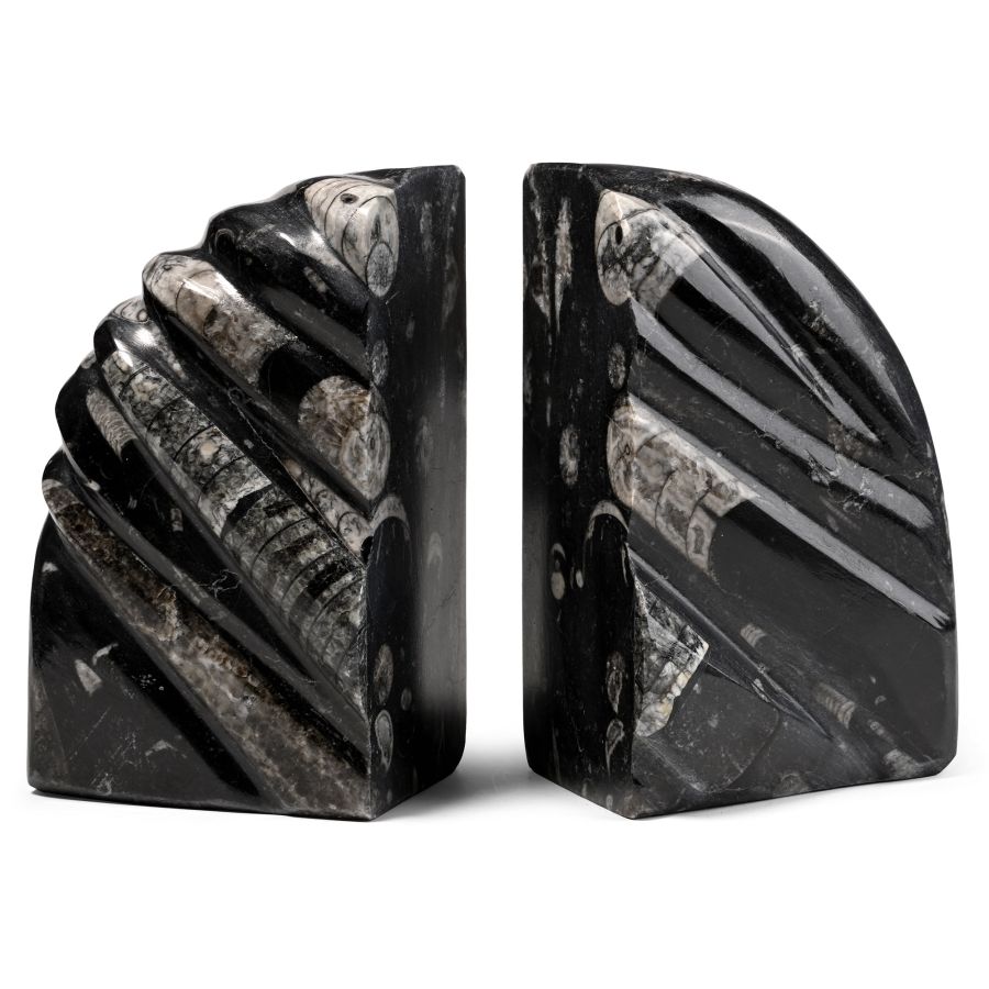 Polished Fossil Orthoceras Bookends