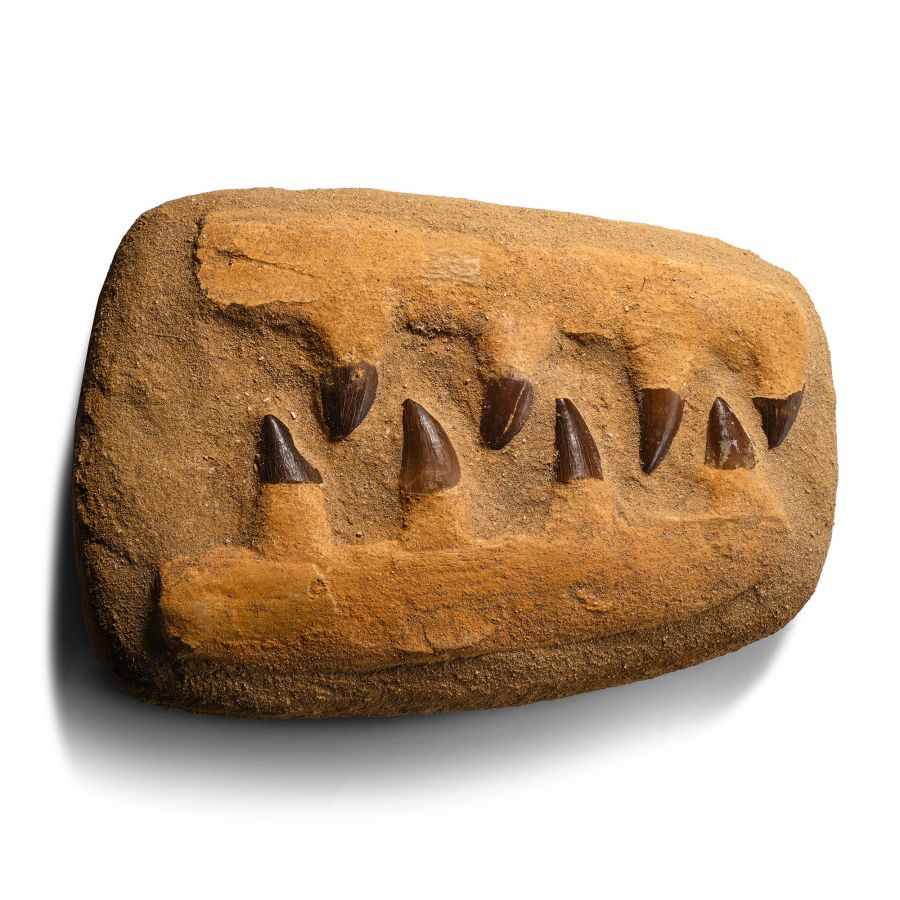 Mosasaur 'Marine Dinosaur' Fossil Teeth in Composite Jaw