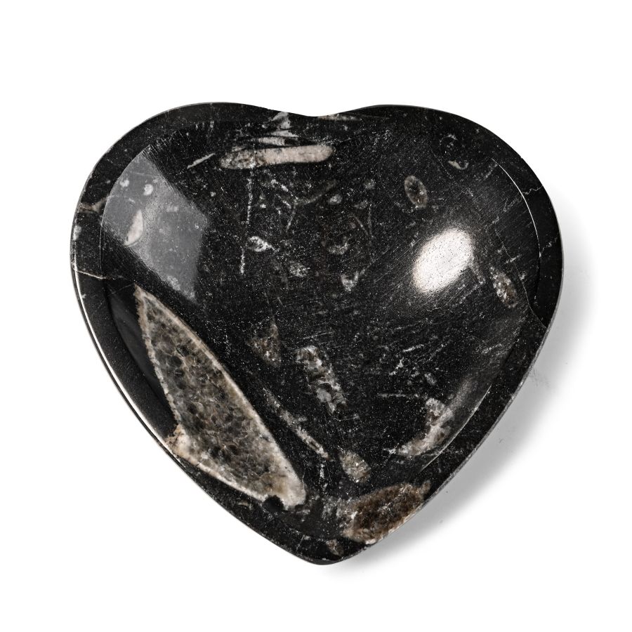 Fossil Orthoceras Polished Heart-Shaped Dish