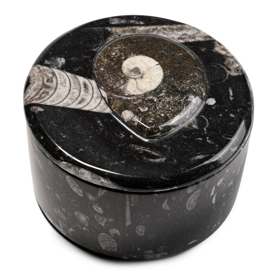 Fossil Goniatite Polished Round Trinket Box