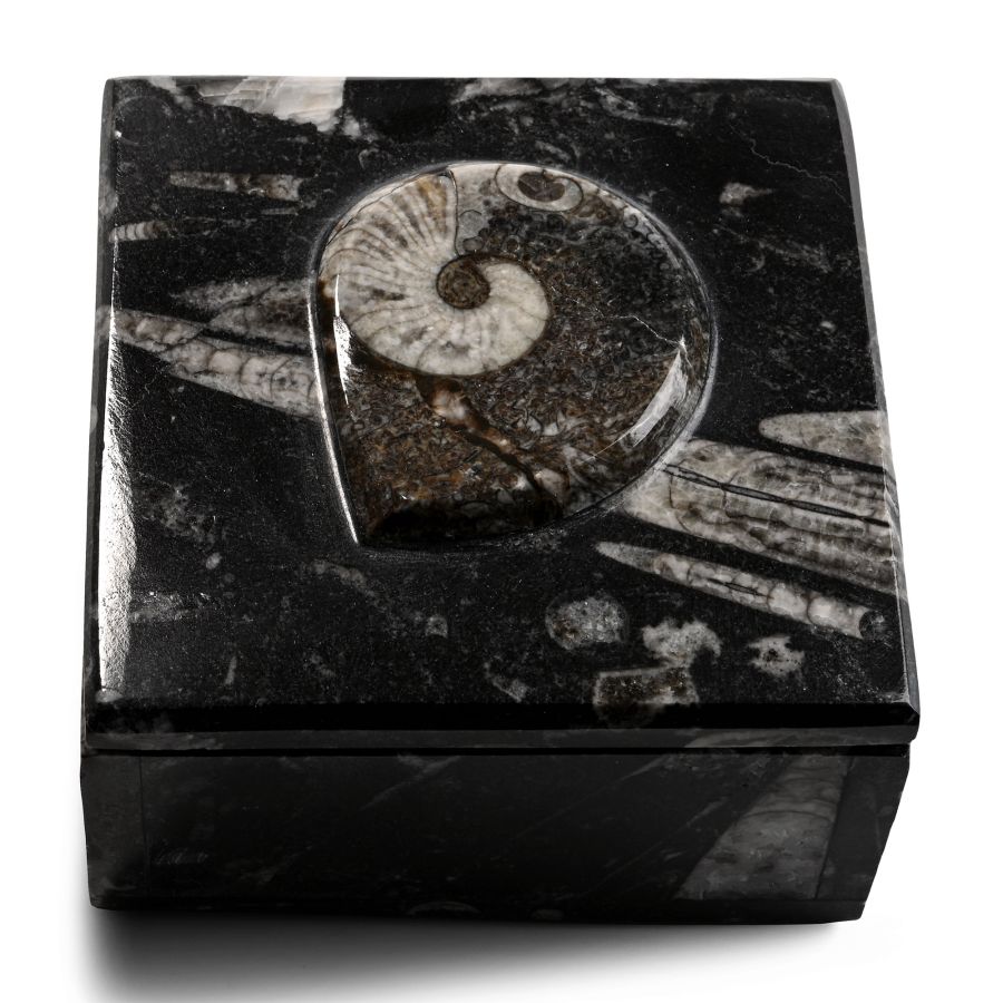 Fossil Goniatite Polished Square Trinket Box