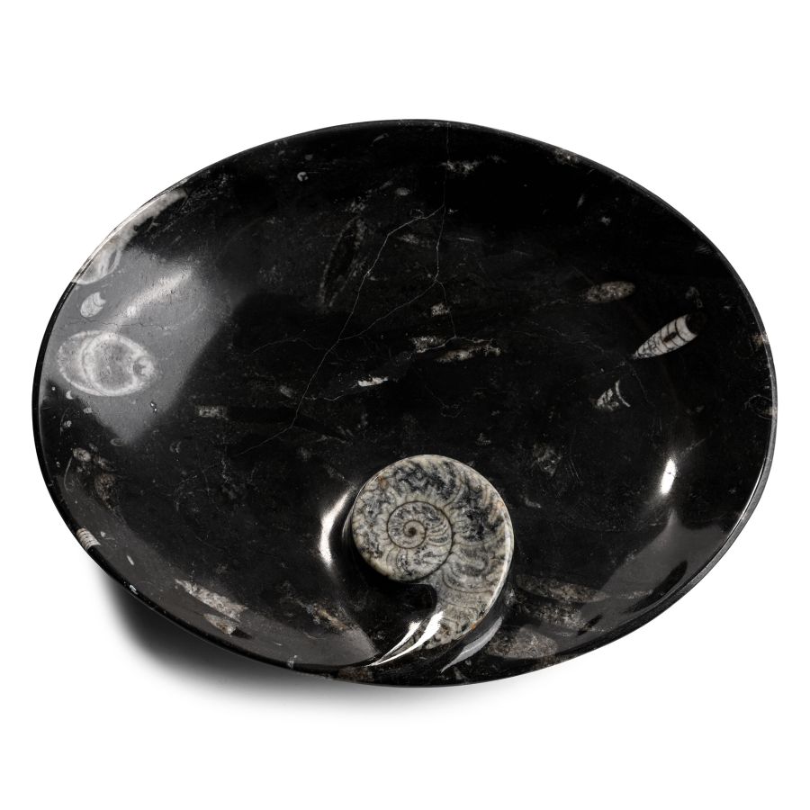 Oval Fossil Goniatite Dish