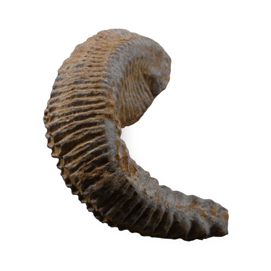 Rastellum Bivalve Fossil